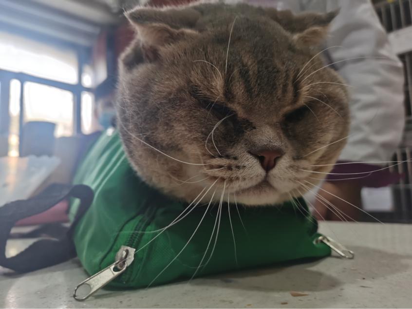 猫咪眼睑内翻必须手术吗,猫咪铲屎官有哪些表现症状