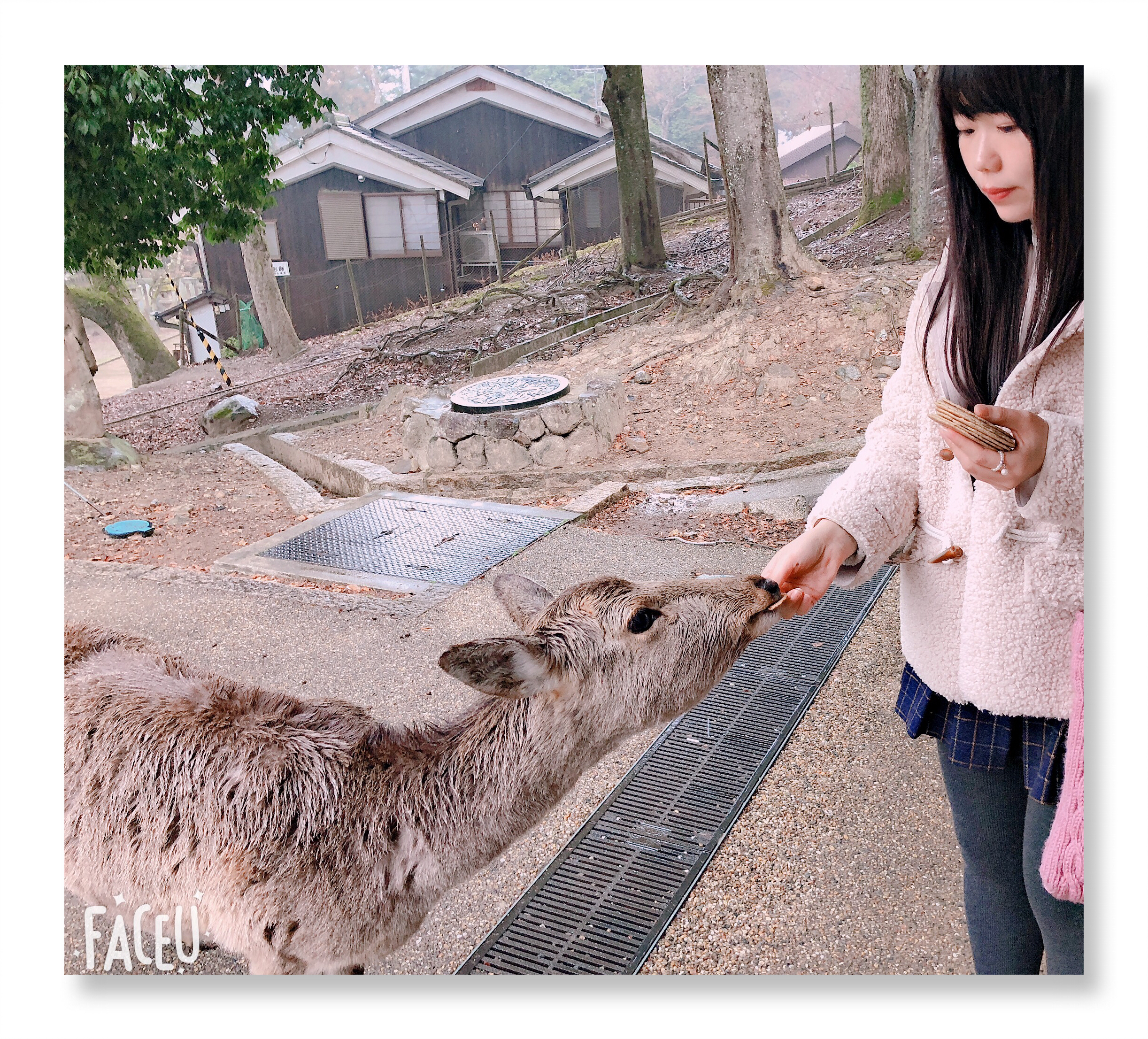 奈良公园小神鹿,日本奈良公园遇见“神鹿”
