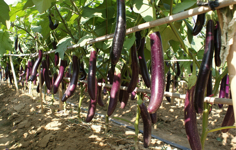 高温对作物危害和防御措施,防晒防高温措施