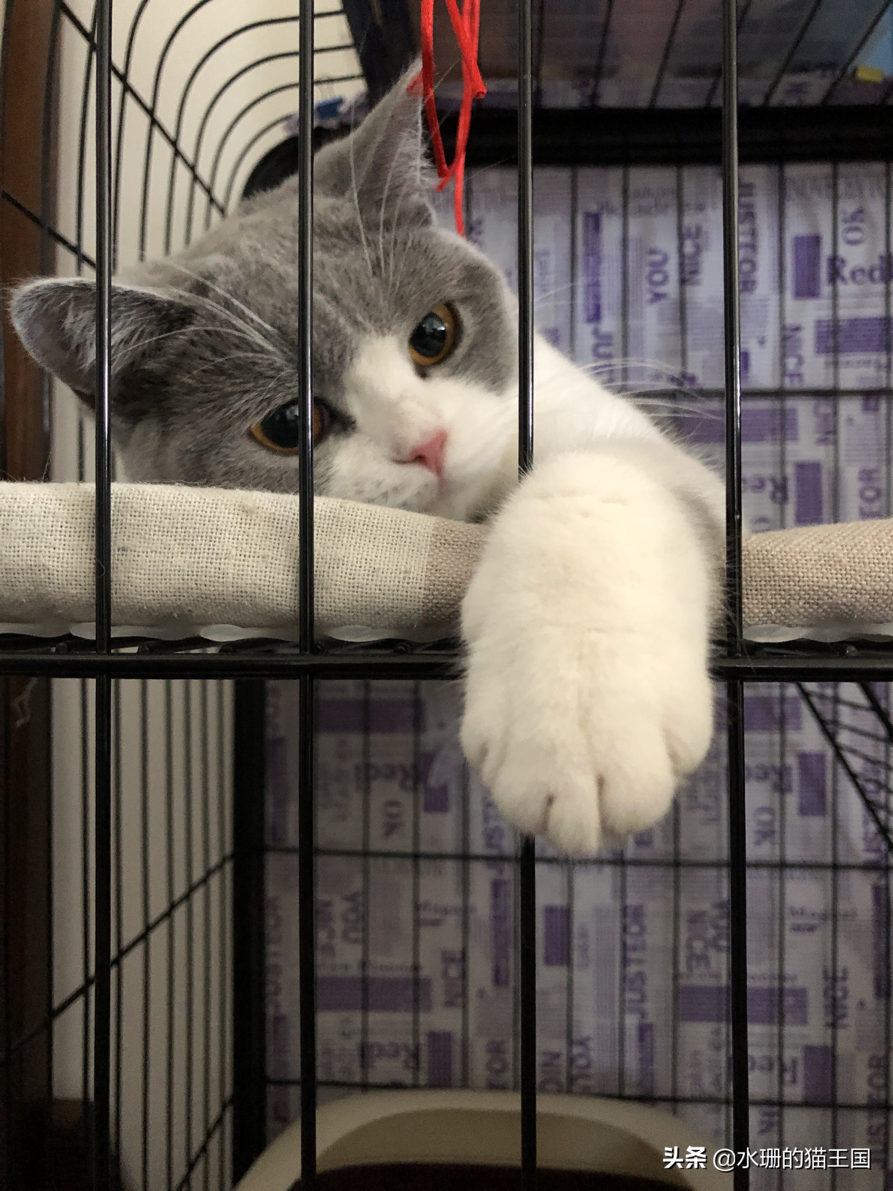 如何养猫才能驯服猫,猫也可以像狗一样训练吗