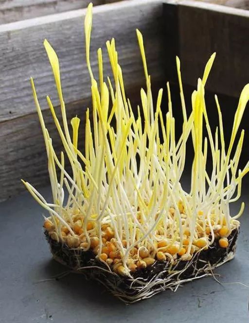 玉米棒子插水里，7天冒出小森林