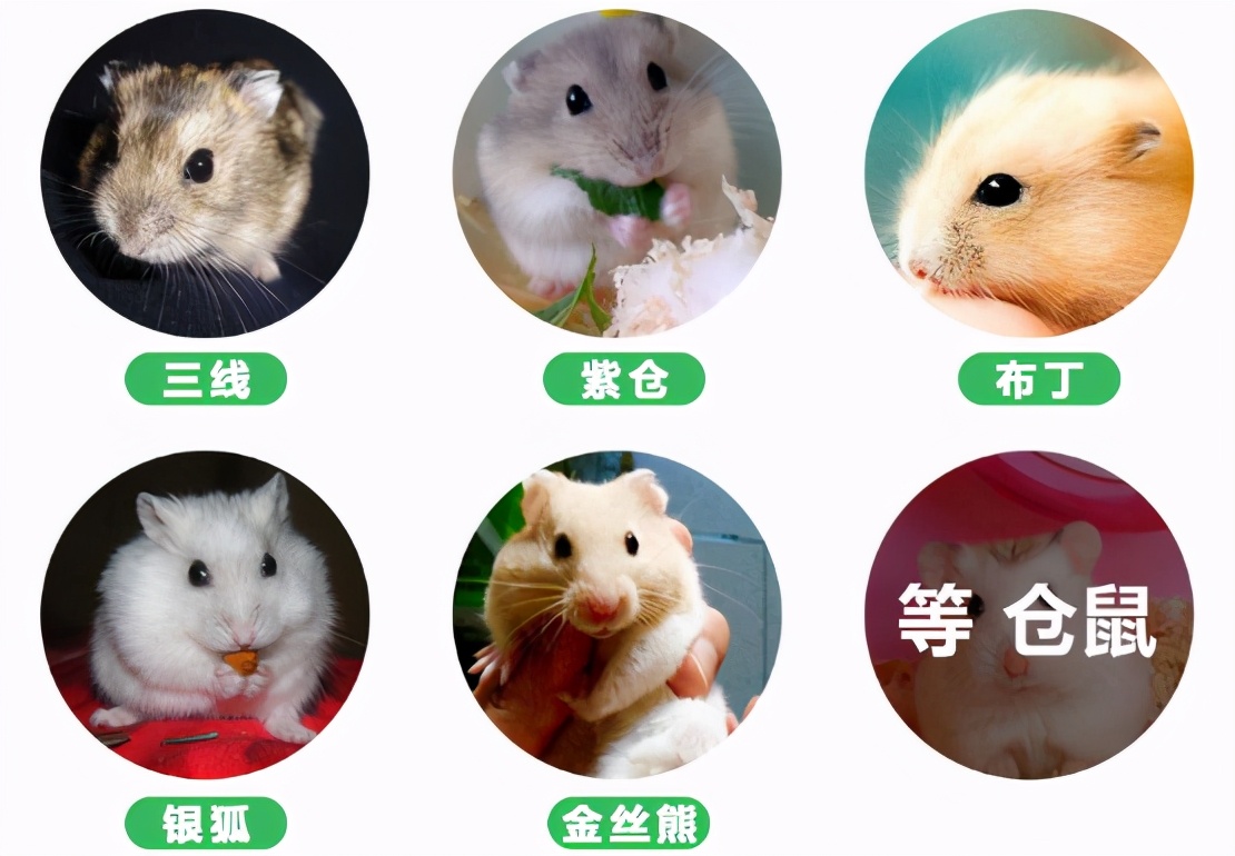 可爱的小仓鼠该怎么养呢,小仓鼠怎么养会又活泼又可爱呢