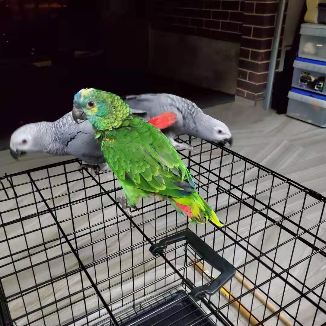 厨子逛澳洲鸟市，一对金刚鹦鹉只卖6000澳元，大家看看值不值？