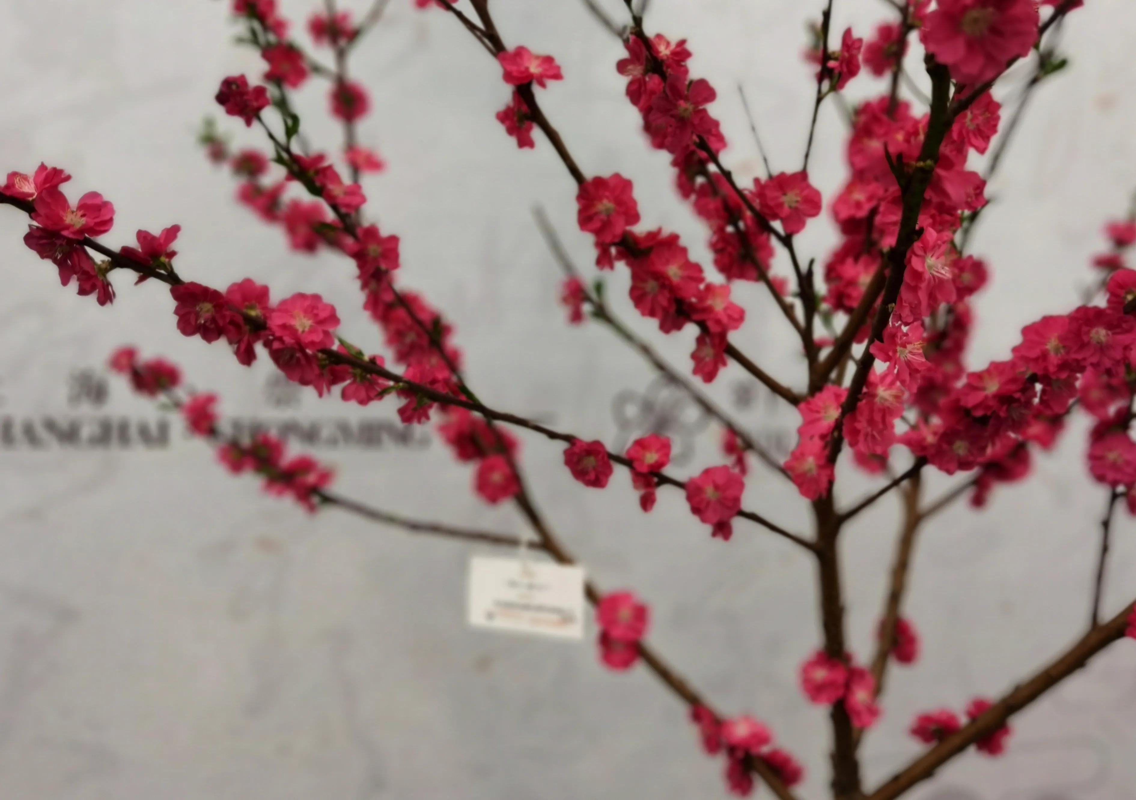 关于崇明花博会,崇明花博会全程花景