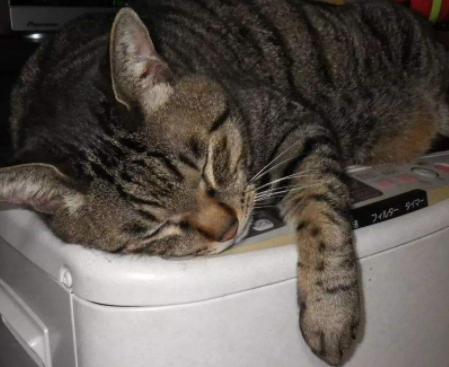 猫主子受伤了怎么处理,猫咪生病铲屎官做些什么