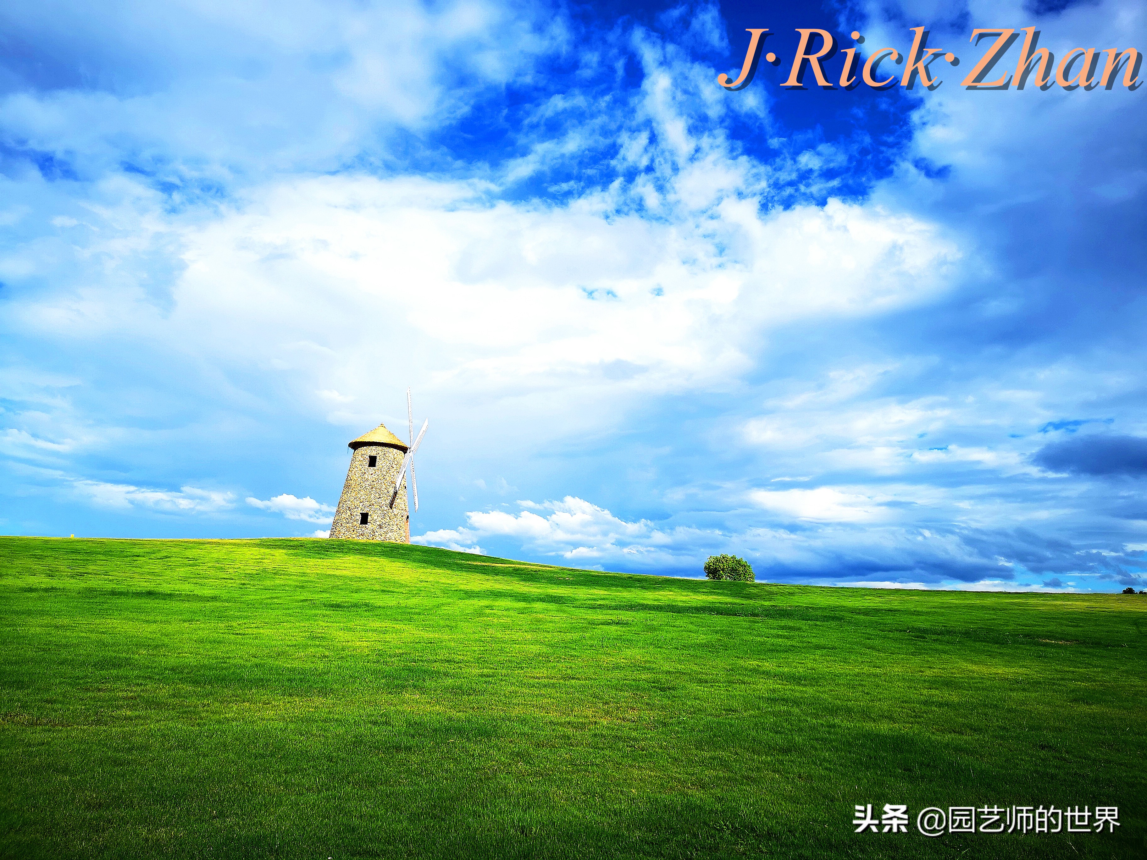 适合北方庭院种植的低矮草坪,家庭庭院怎样混搭种植草坪和蔬菜