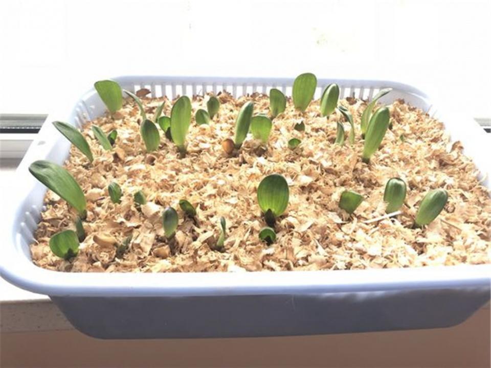 君子兰红果子怎么发芽,君子兰砍头后从中间芽心又长出来