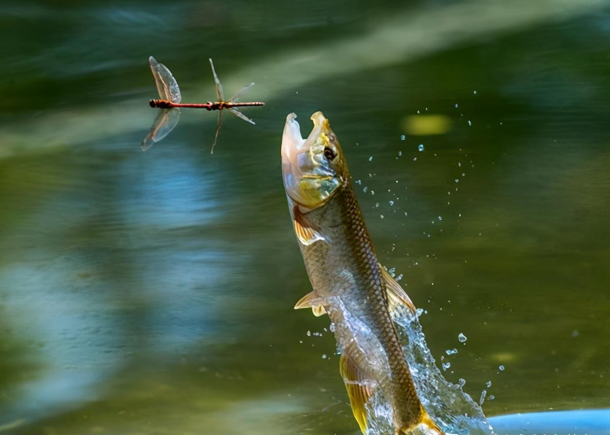 马口鱼又香又脆,马口鱼有灵性吗