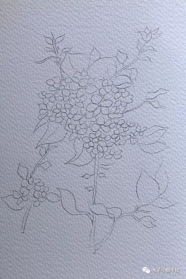 水彩画绣球教程四点画法,绣球花水彩画教程