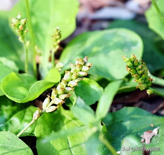 吃酵素治便秘小心患上结肠黑变病,吃酵素蛇皮肠