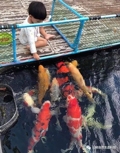 怎么训锦鲤最有效,锦鲤新手必备技巧