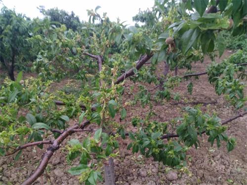 桃树蚜虫防治技术,大棚桃蚜虫防治蚜虫最怕什么