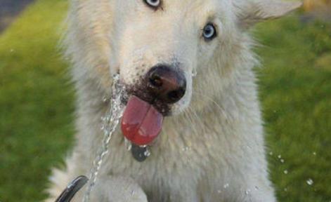 狗狂犬病发作的症状表现,狗得了狂犬病什么表现