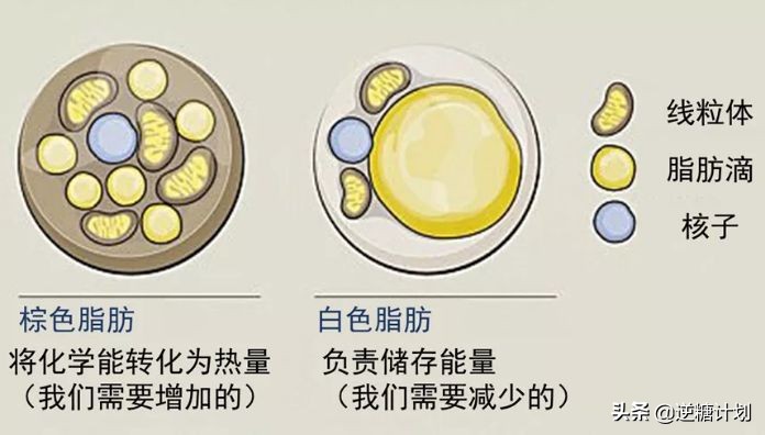 怎样做轻断食瘦得快,如何轻断食比较健康