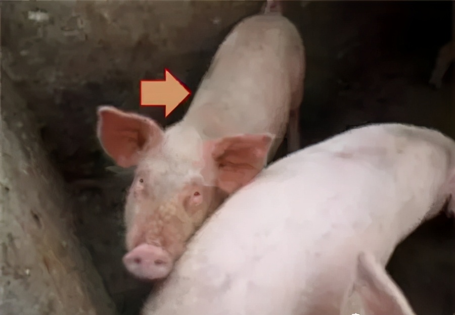 猪霉菌毒素中毒有什么症状,霉菌毒素超标猪容易得哪些病