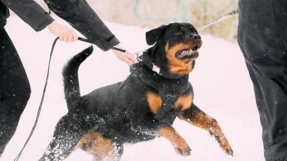 为什么人们无视禁养令，也要养“罗威纳”？也许是因为这6点