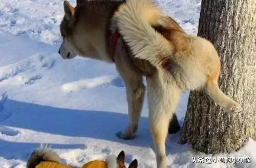 狗狗室内大小便解决方法,狗狗不定点大小便怎么办