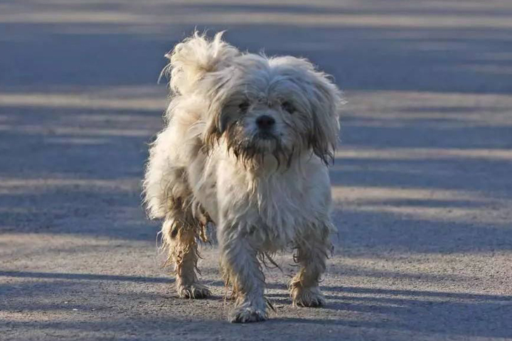 狗丢了几天回来了不吃东西不会叫,泰迪狗走丢了怎么办而且还找不到