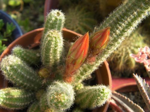 仙人指和蟹爪兰哪个更容易开花,仙人指不怎么开花是怎么回事