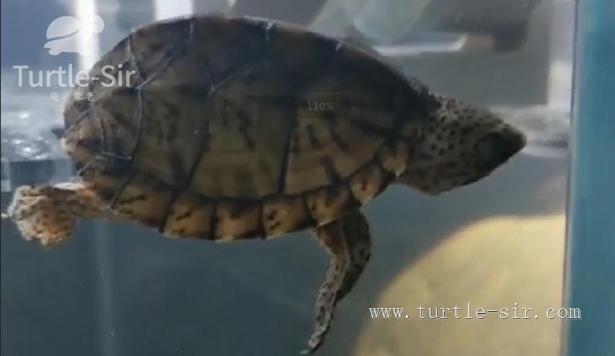 养小乌龟如何选龟粮,10元买了一只乌龟怎么养