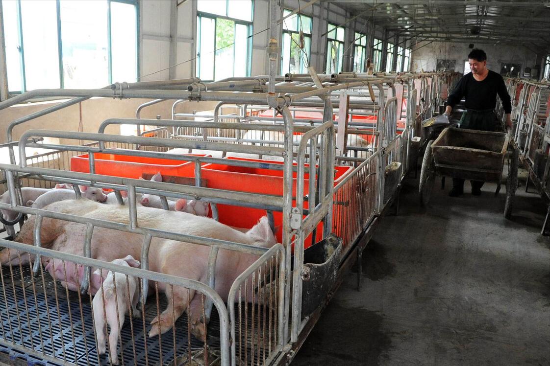 生猪养猪政策有哪些,生猪养殖最新政策