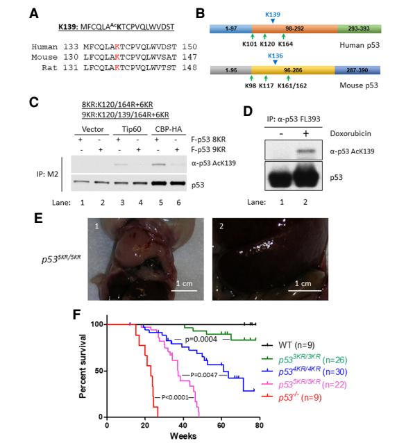 顾伟实验室解析p53抑癌功能的终极*器武**——铁死亡和mTOR