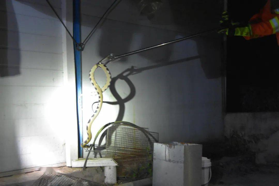 贵州被毒蛇咬了去哪个医院,野外银环蛇咬伤事件