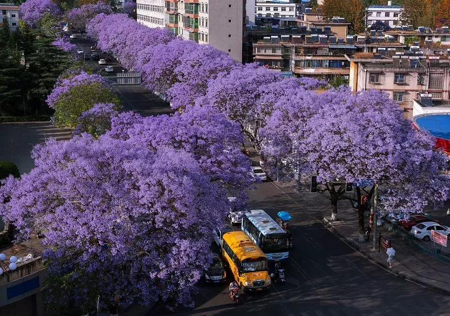 凉山州哪里可以赏花,西昌赏花攻略