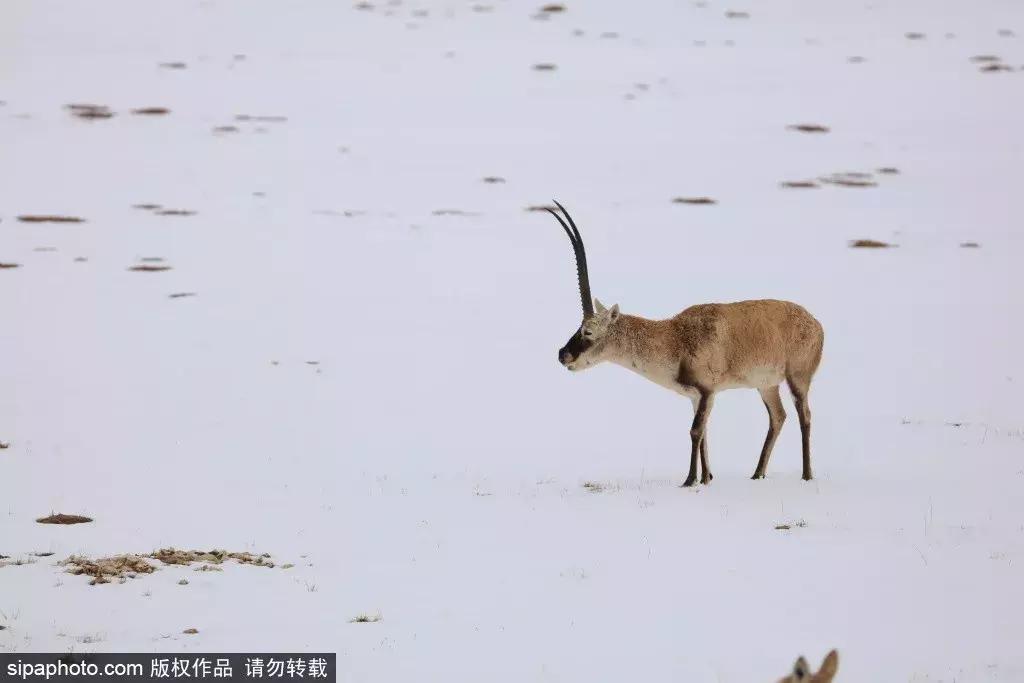 从紫禁城到故宫,从紫禁城到布达拉宫