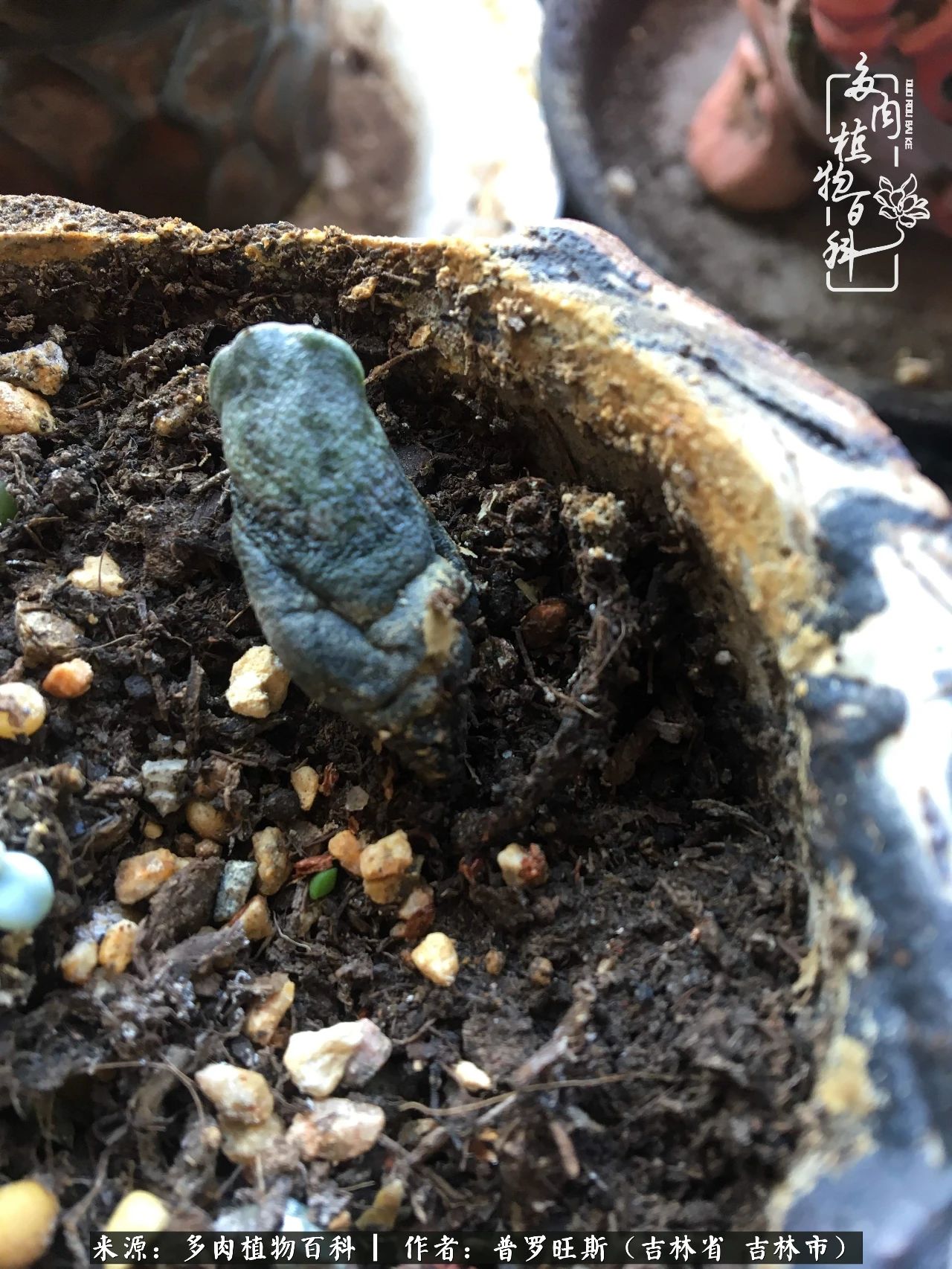 日日勤服侍，日日勤拂拭！服侍花儿，就是拂拭心灵