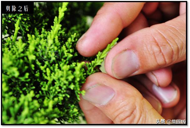 盆景选芽与摘芽，做好了，盆景树形稳定就完成了一半