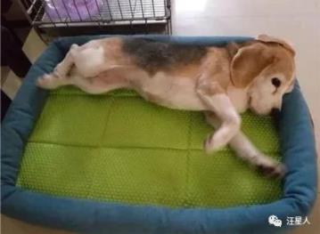 狗狗临终关怀,狗狗临死前的6大征兆铲屎官