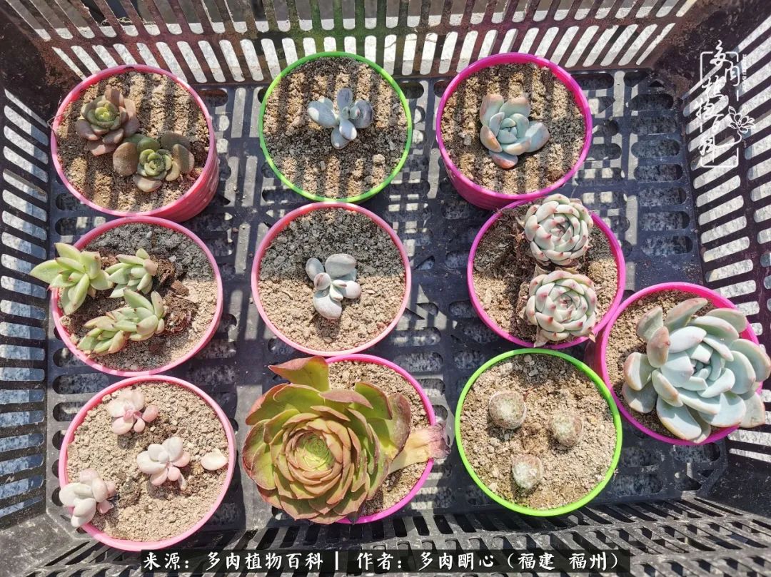 唯美雅致意境飘逸的多肉,蝶舞悠然多肉视频