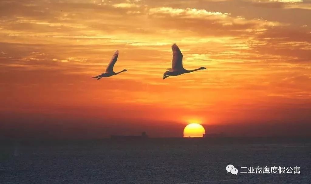 三亚最好的候鸟老年公寓排名,三亚冬季避寒养老公寓