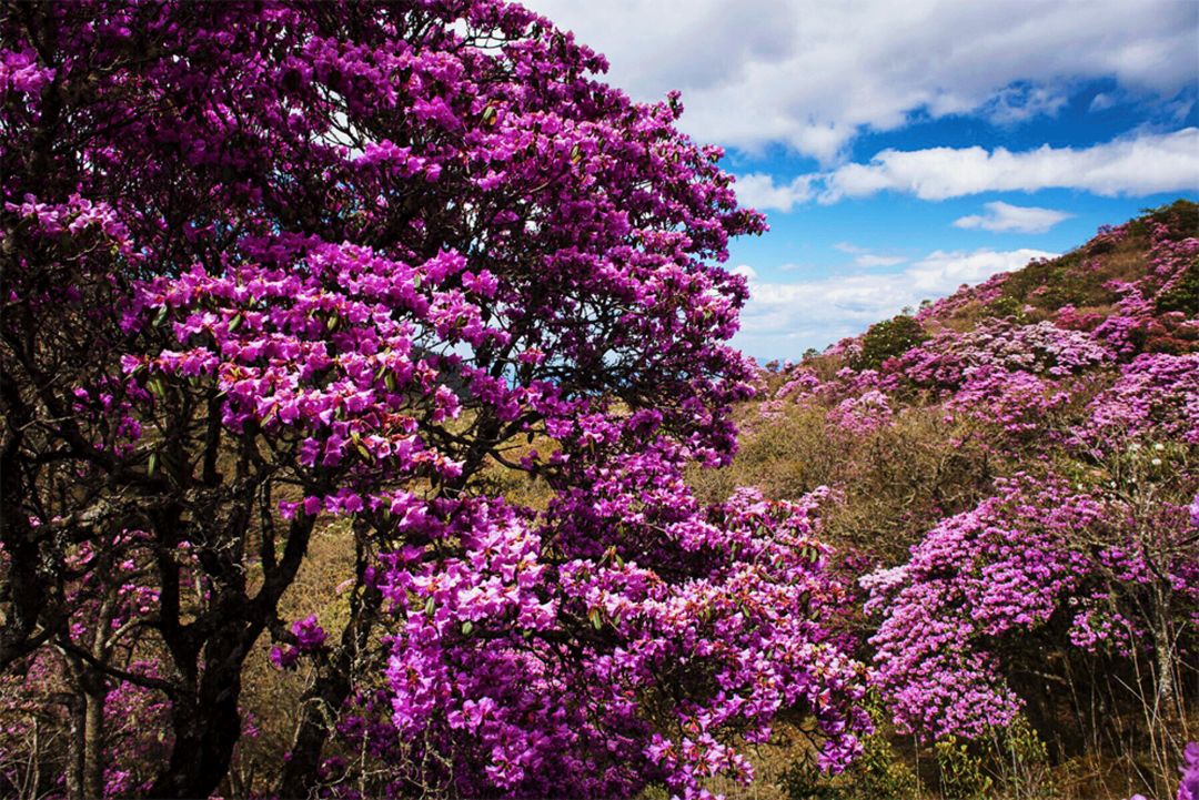 5月去了让人心安的大理,5月底的大理景色怎么样
