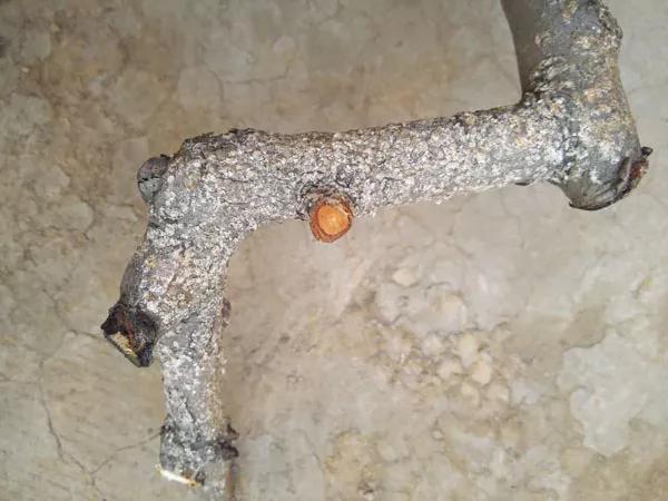 几月份蚧壳虫难治,蚧壳虫最有效治疗法