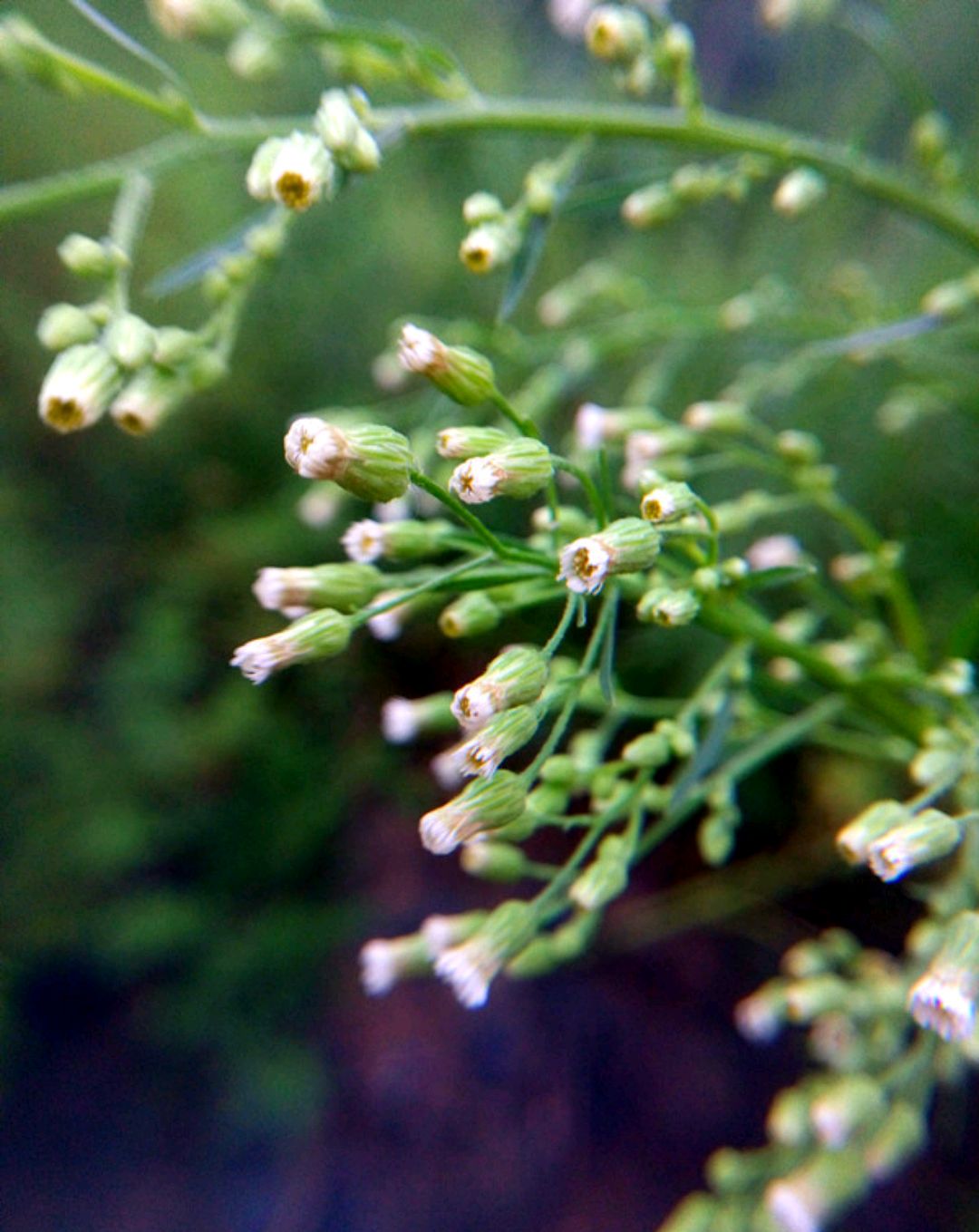 房顶长出杂草怎样消灭,墙里长出的草怎么清除