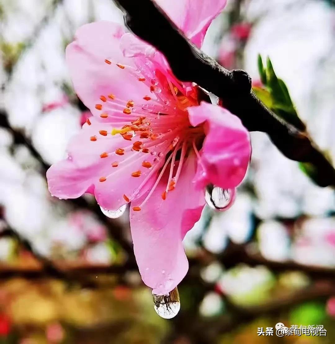 桃之夭夭！来武汉蔡甸世外桃源，许你万株桃花