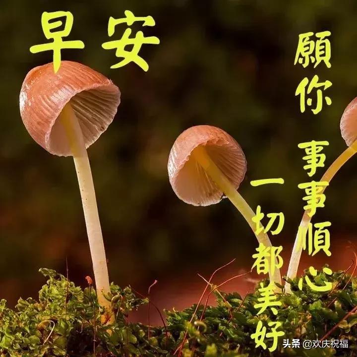 超漂亮的微信早上好祝福语,早晨好问候祝福语简短暖心