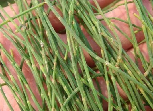 这种野草300元一斤在农村很常见,农村常见的一种野草农民不认识的