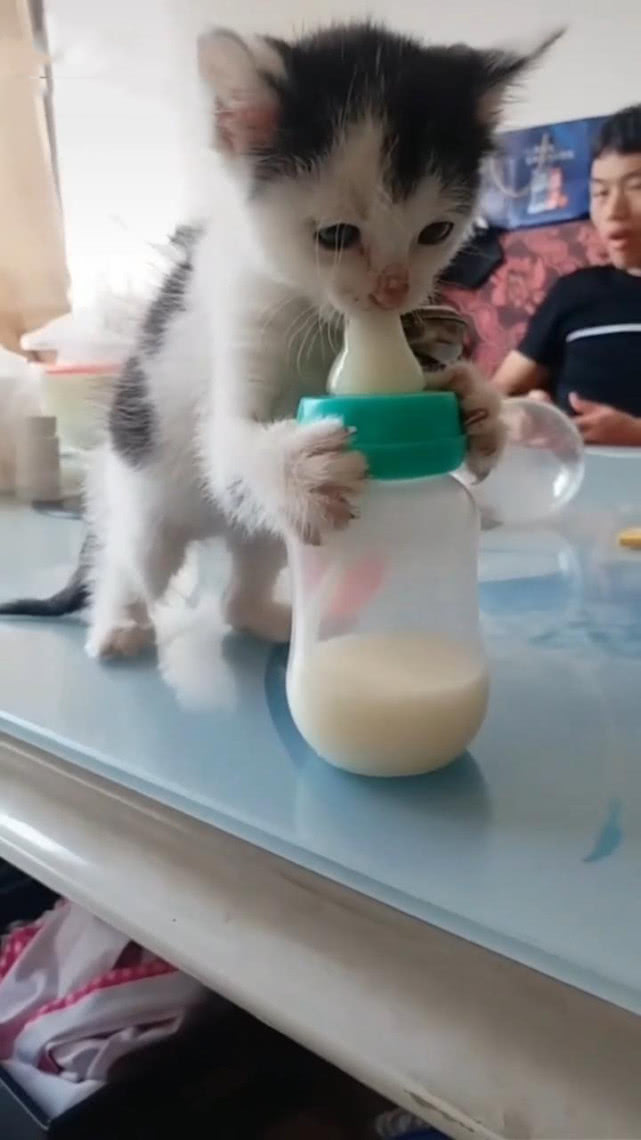 小猫喝奶的时候母猫在干嘛,猫咪着急给小猫喂奶