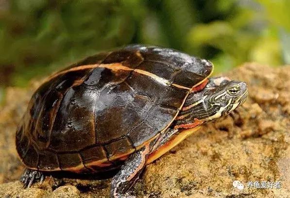 如果你不懂龟，看完之后会想要一只吗？