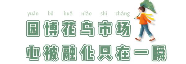 逛逛园博花鸟市场,园博花鸟市场攻略