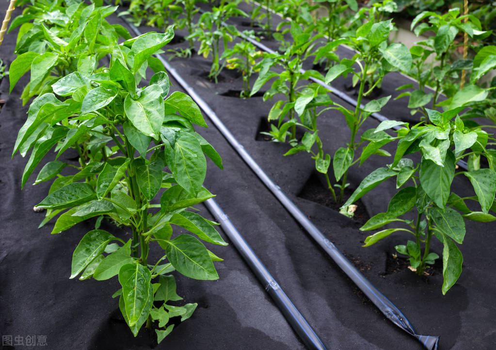 怎样给地膜覆盖的蔬菜追肥,地膜对蔬菜有什么危害