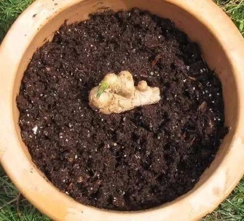 生姜盆栽水养方法,小生姜怎么养成盆栽