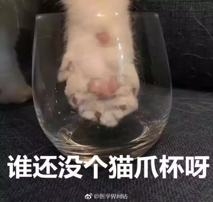 一只猫爪杯,让平静的江湖又掀起了一阵腥风血雨