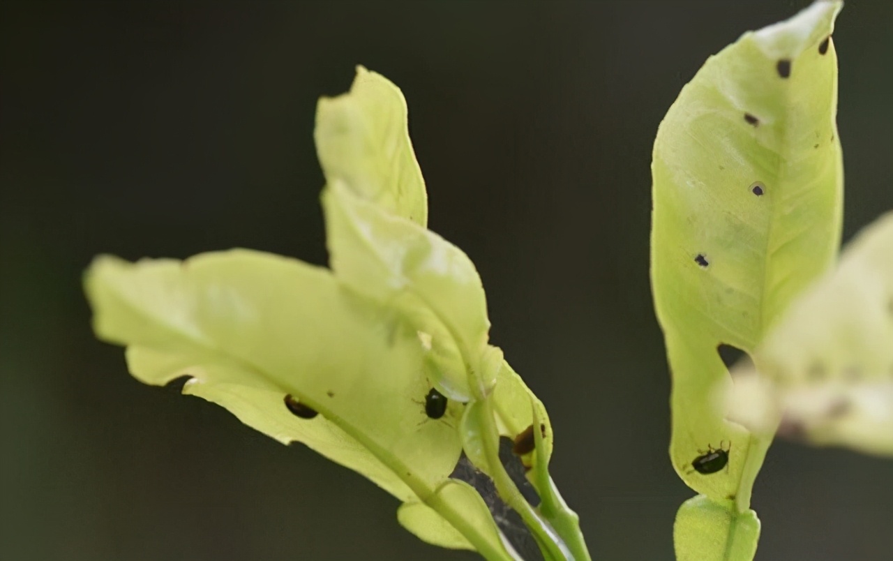 干旱严重黄叶掉落怎么治,雨后花生叶枯怎么回事