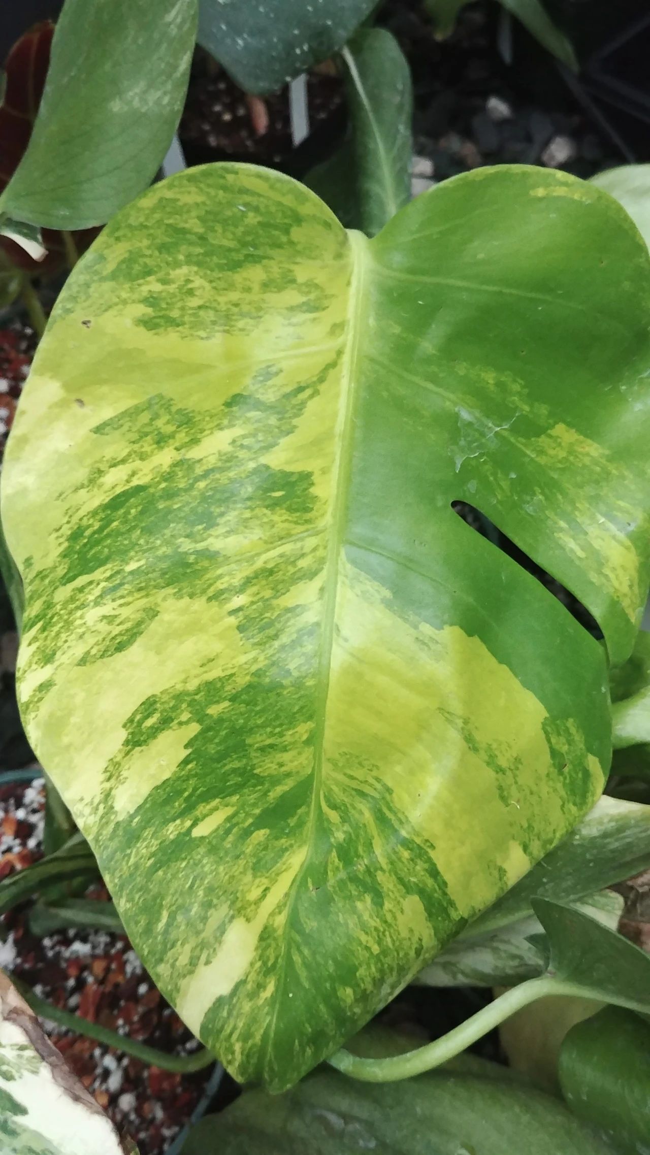 水培龟背竹黄叶后怎么处理干净,龟背竹黄叶怎么补救最佳方法