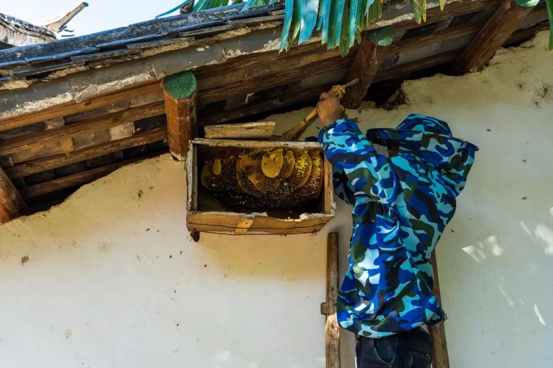土蜂蜜的取蜜全过程,土蜂蜜取蜜全过程记录
