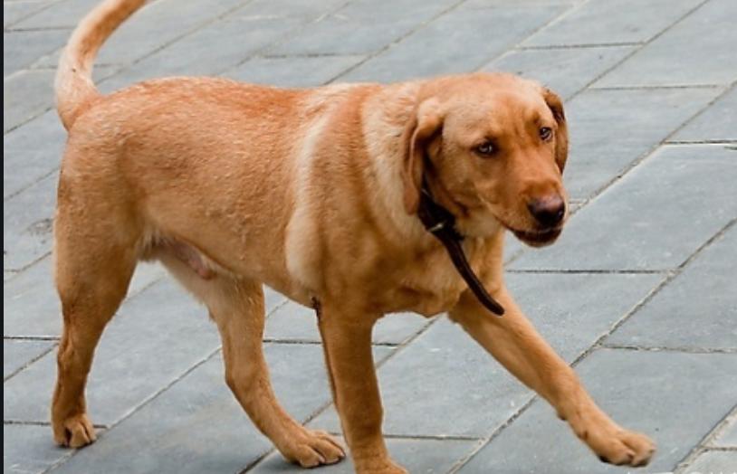 狗腿弯曲怎么回事,狗腿后腿弯曲怎么矫正